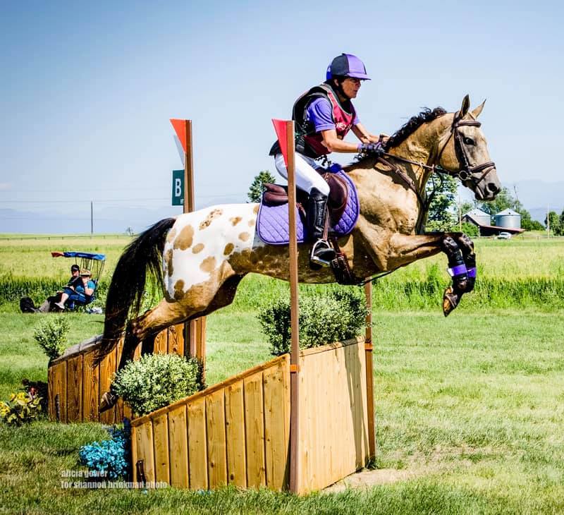 Appaloosa x Akhal Teke Cross - Eventing